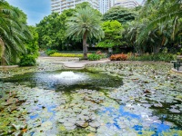 Brisbane Botanical Gardens.