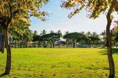 Ala Moana Regional Park near Waikiki.